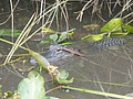 DSC05826.JPG