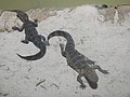 DSC05964.JPG