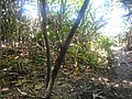 DSC06378.JPG