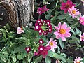 DSC02167-30.jpg