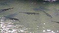 DSC02657-1.jpg