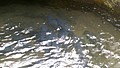 DSC02657-2.jpg