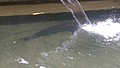 DSC02657-3.jpg