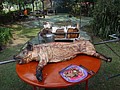 DSC02953.JPG