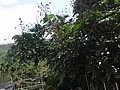 DSC03004.JPG