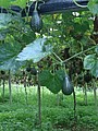 IMG_9911.JPG