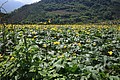 IMG_9940.JPG