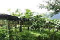 IMG_5419.JPG