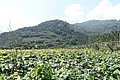 IMG_5547.JPG