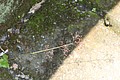 IMG_5552.JPG