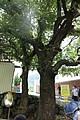 IMG_5553.JPG