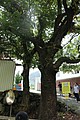 IMG_5554.JPG