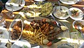 DSC03909.jpg