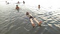 DSC03916.jpg
