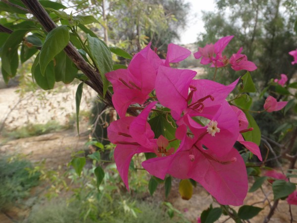 DSC03908.JPG
