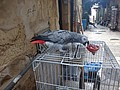 DSC04275.JPG
