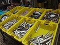 DSC04513.JPG