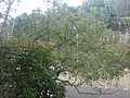 DSC05077.JPG