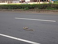 DSC05361.JPG