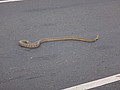 DSC05362.JPG