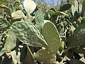 DSC05742.JPG