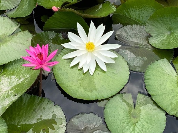 S__95060011.jpg