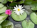 S__95060011.jpg