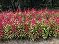 DSC07176.JPG